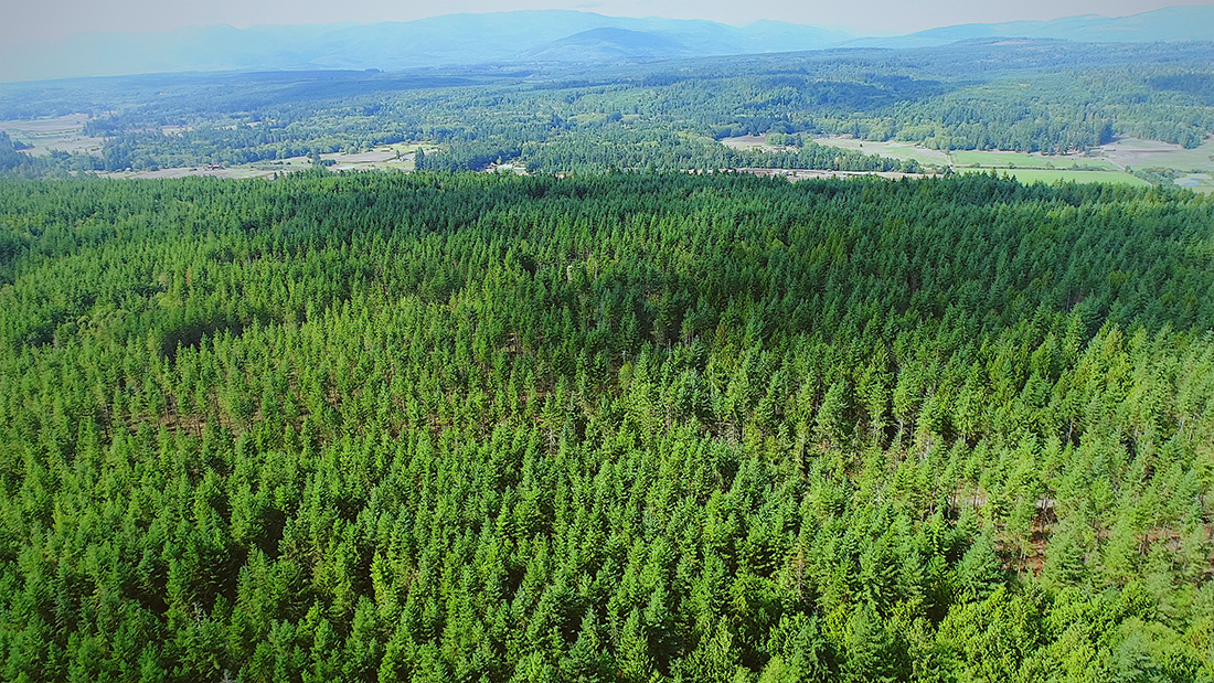 Aerial photo of a forest with haze and hills in the background.