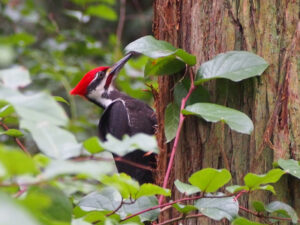 Pileated Woodpecker on cedar tree. Photo by Wendy Feltham.