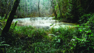 Photo of an algae-covered pond in marshy forest.