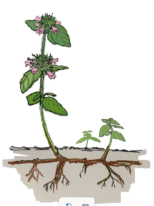 Illustration of a green and pink weed with roots below the dirt. Drawing by Slater Sorensen.
