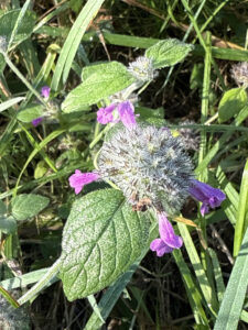 Purple and green weed