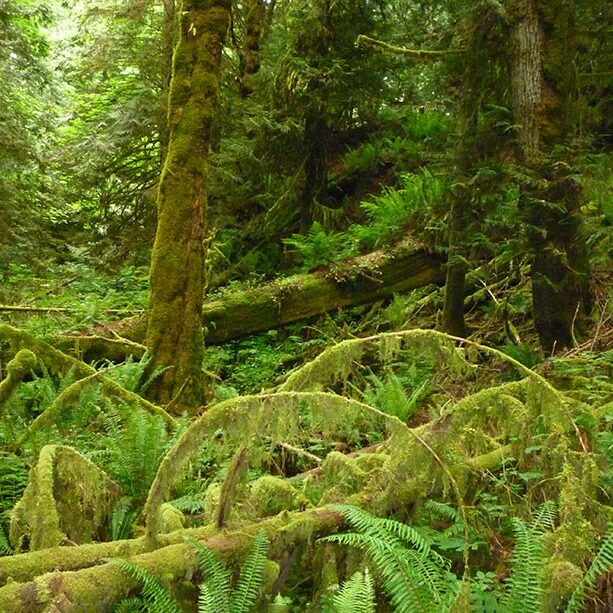 Mossy green trees in very green rainforest.