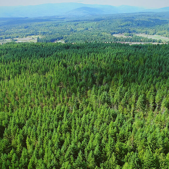 Aerial photo of a forest with haze and hills in the background.