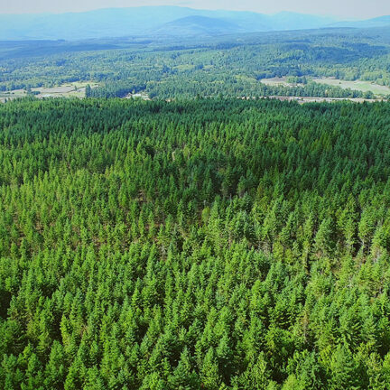 Aerial photo of a forest with haze and hills in the background.