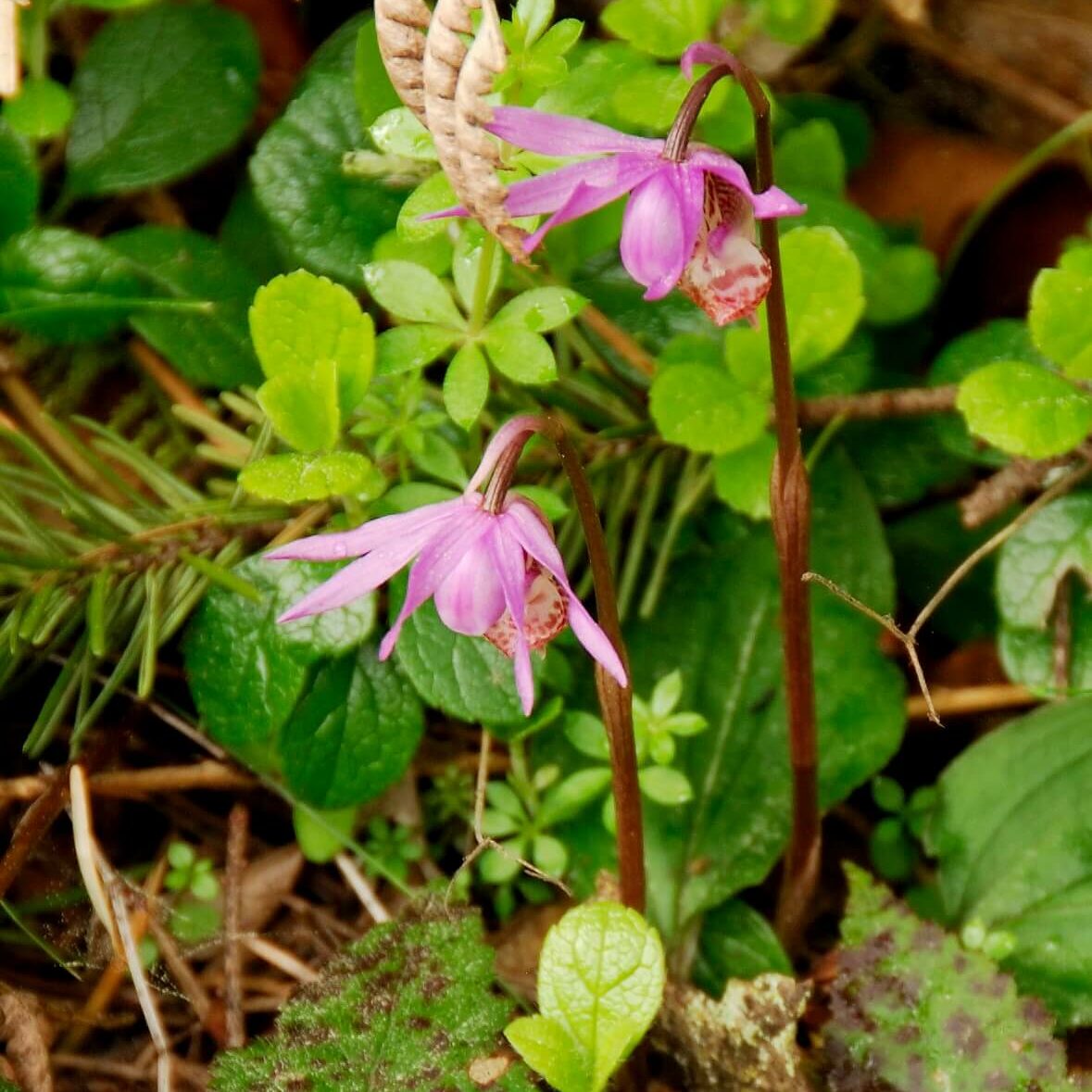 Guy-Scharf-Calypso18 Calypso Orchids (Calypso Bulbosa) at Bulis Forest Preserve. Photo by Guy Scharf.