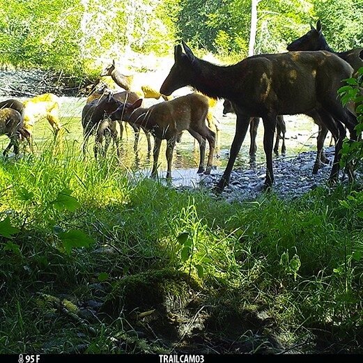 Roosevelt elk
