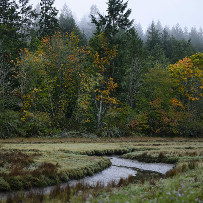 Photo of a field with a creek running through it and a forest in the background.