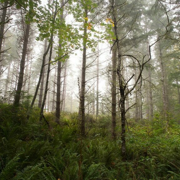 Photo of Chimacum Ridge Community Forest by Tim Lawson