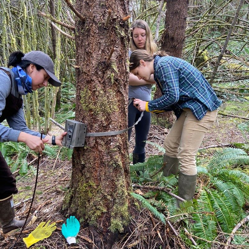 Setting up trail cams at our monitoring stations.