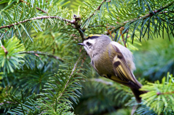 Golden-crowned-Kinglet. Photo by Stephen Cunliffe. Golden-crowned-Kinglet. Photo by Stephen Cunliffe.