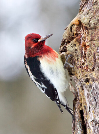 Red-breasted sapsucker. Photo by Stephen Cunliffe Red-breasted sapsucker. Photo by Stephen Cunliffe