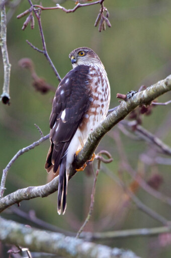 Sharp-Shinned Hawk