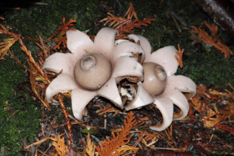 Geastrum-saccatum. Photo by Joe Baier.