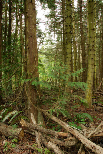 The Quimper Wildlife Corridor is a forested greenbelt which links a series of wetlands within Port Townsend. The Quimper Wildlife Corridor is a forested greenbelt which links a series of wetlands within Port Townsend.