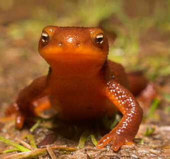 Rough-skinned newts are one of many species thriving in the QWC. Rough-Skinned Newt