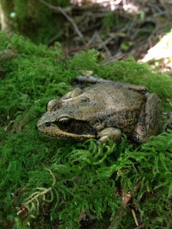 Pacific Chorus Frog