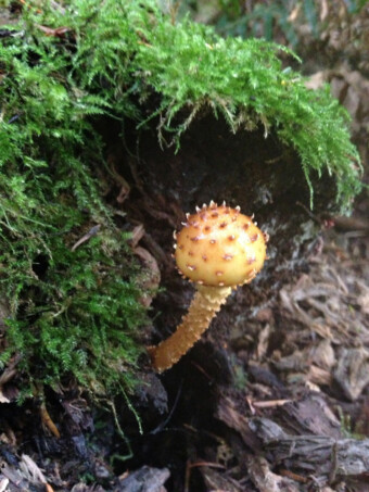 Pholiota