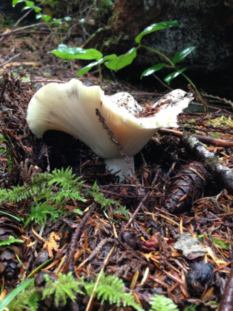 Russula Brevipes