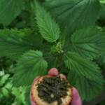 Credit Caitlin Battersby Credit Caitlin Battersby