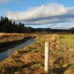 Lower Donovan Creek Preserve contains more than 1,400 feet of Donovan Creek, which feeds into Quilcene Bay’s saltwater tidal marsh.