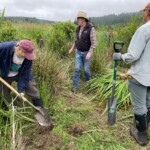 Pulling out yellow flag iris during a volunteer work party at Lower Donovan Creek Preserve.